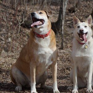 PAIGE Blue Heights Low Rise Skinny Jeans – Size 26 | Distressed Y2K Fit 👖